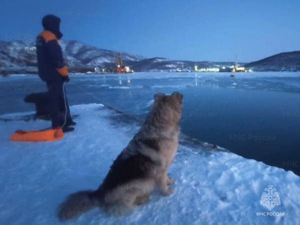 cотрудники-МЧС-России-пришли-на-выручку-собаке,-которая-оказалась-на-оторвавшейся-льдине